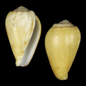 To Conchology (Varioconus flavusalbus)