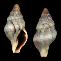 To Conchology (Euthria taeniopsoides)