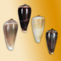 To Conchology (Phasmoconus radiatus SET)