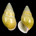 To Conchology (Amphidromus alicetandiasae)