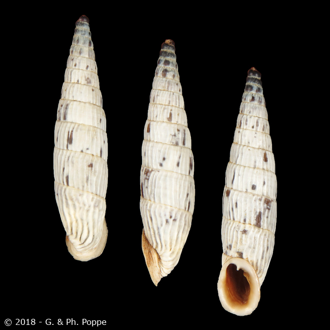 Albinaria teres vermiculata