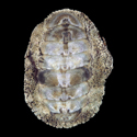 To Conchology (Liolophura tenuispinosa)