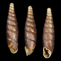 To Conchology (Clausilia rugosa reboudii)