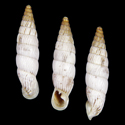 To Conchology (Albinaria virginea strigata)