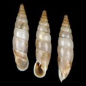 To Conchology (Medora agnata agnata)