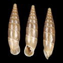 To Conchology (Delima pellucida)