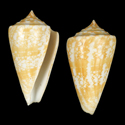 To Conchology (Leptoconus amadis YELLOW)