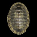 To Conchology (Chiton stokesii)