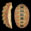 To Conchology (Rhyssoplax canaliculata)