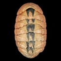 To Conchology (Rhyssoplax canaliculata)