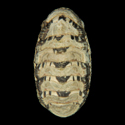 To Conchology (Sypharochiton sinclairi)