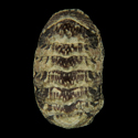 To Conchology (Sypharochiton sinclairi)