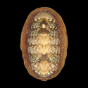 To Conchology (Tonicia forbesii)