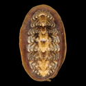 To Conchology (Tonicia forbesii)