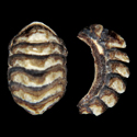 To Conchology (Sypharochiton torri)