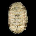 To Conchology (Squamopleura curtisiana)