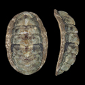 To Conchology (Onithochiton lyellii)