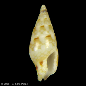 Mitrella moleculina