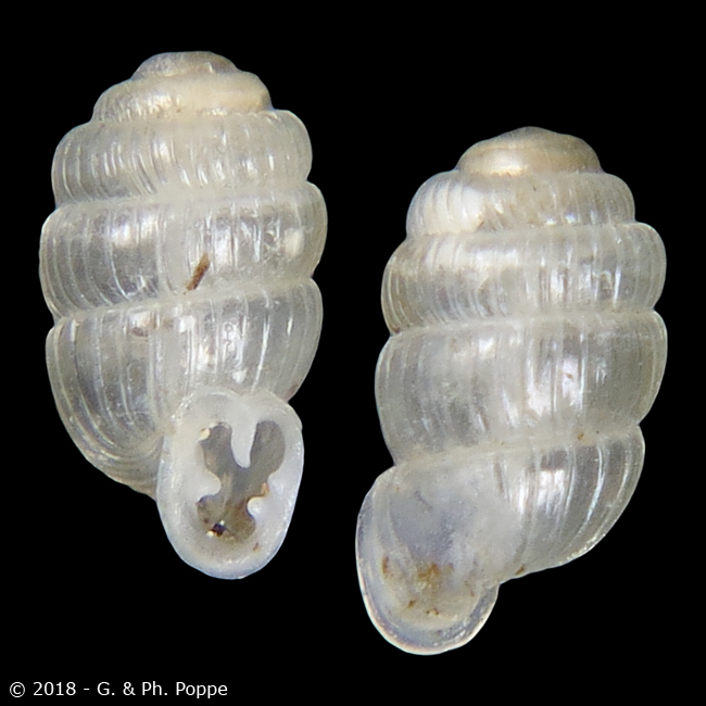 Sinoennea sumatrensis