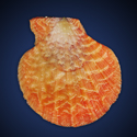 To Conchology (Semipallium dringi ORANGE-RED)