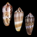 To Conchology (Pionoconus circumcisus SET)