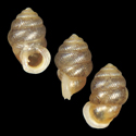 To Conchology (Diplommatina rotundata)