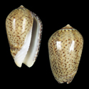 To Conchology (Oliva radix)