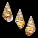 To Conchology (Liguus fasciatus SPECIAL COLOR)