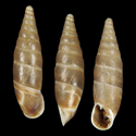 To Conchology (Delima binotata consentanea)