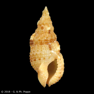 Colubraria obscura