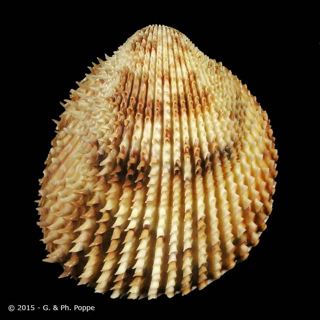 Shell Encyclopedia - Worms Details | Conchology | Conchology