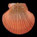 To Conchology (Aequipecten flabellum DARK)