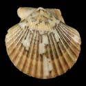 To Conchology (Aequipecten flabellum DARK)