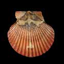 To Conchology (Aequipecten flabellum DARK)