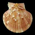 To Conchology (Aequipecten opercularis BROWN)