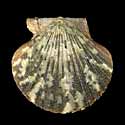 To Conchology (Aequipecten flabellum BLACK)