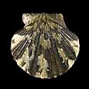 To Conchology (Aequipecten flabellum BLACK)