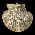 To Conchology (Aequipecten flabellum BLACK)