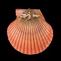 To Conchology (Aequipecten flabellum RED)