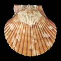 To Conchology (Aequipecten flabellum BROWN)