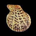 To Conchology (Caribachlamys ornata)