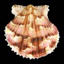 To Conchology (Argopecten noronhensis)