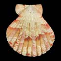 To Conchology (Anguipecten picturatus YOUNG)