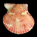 To Conchology (Cryptopecten nux RED)