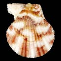 To Conchology (Mimachlamys cloacata YOUNG)