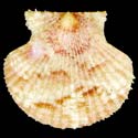 To Conchology (Cryptopecten bullatus BROWN)