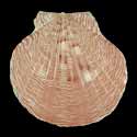 To Conchology (Argopecten lineolaris)