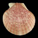 To Conchology (Aequipecten commutatus commutatus)