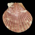 To Conchology (Aequipecten commutatus commutatus DARK)