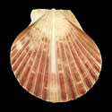 To Conchology (Aequipecten commutatus commutatus DARK)